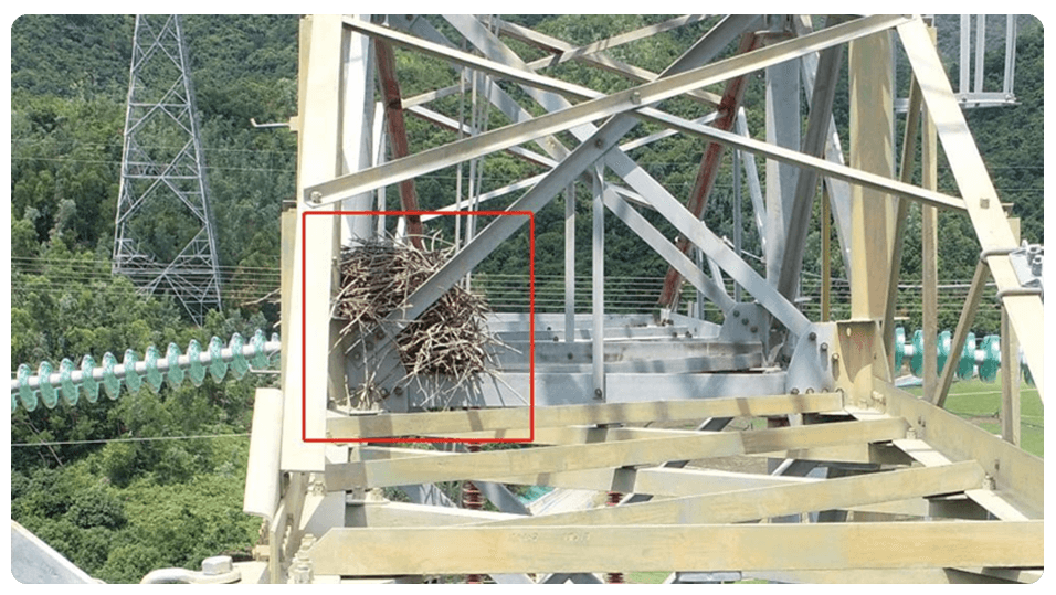 Bird��s nest identification